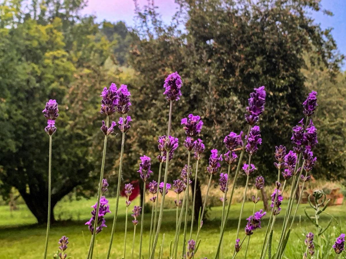 Holiday Home Les Plachettes Flobecq Zewnętrze zdjęcie