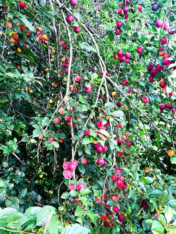 Holiday Home Les Plachettes Flobecq Zewnętrze zdjęcie